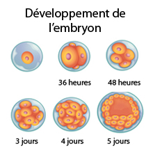 Enceinte de 2 mois : l'embryon à 2 mois de grossesse